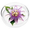 Passionflower