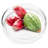 Prickly Pear