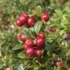 Cranberry Extract